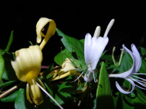 Japanisches Geissblatt (Lonicera japonica)